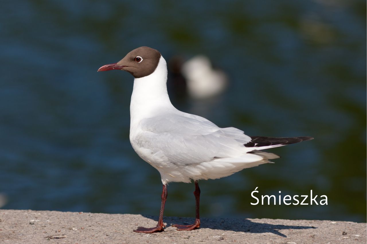 Jak wygląda Smieszka?