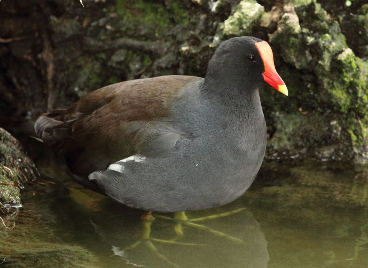 Kokoszka wygląd ptaka, głos i ciekawostki