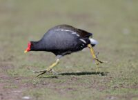 Jak wygląda Kokoszka?