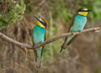 Jak wygląda Żołna?