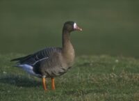 Jak wygląda Gęś Białoczelna?