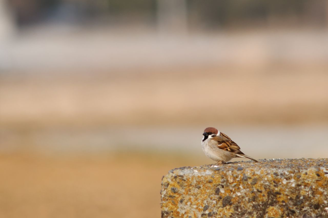 Jak wygląda Mazurek?
