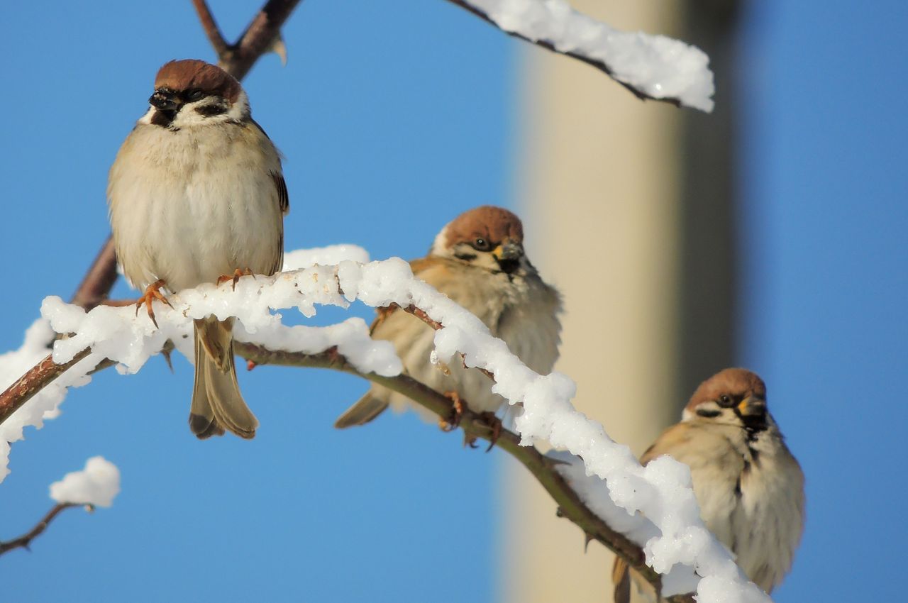 Jak wygląda Mazurek?