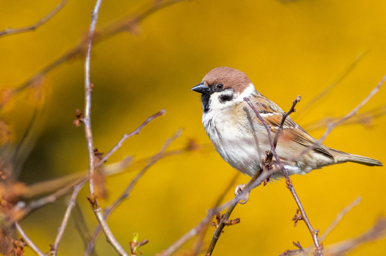 Jak wygląda Mazurek?
