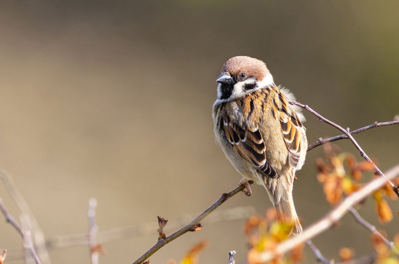Jak wygląda Mazurek?