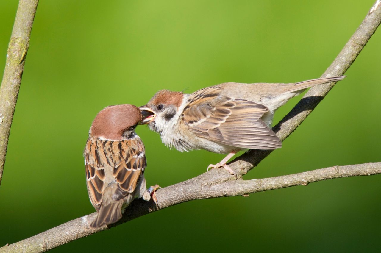 Jak wygląda Mazurek?