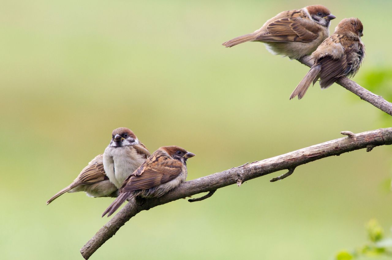 Jak wygląda Mazurek?