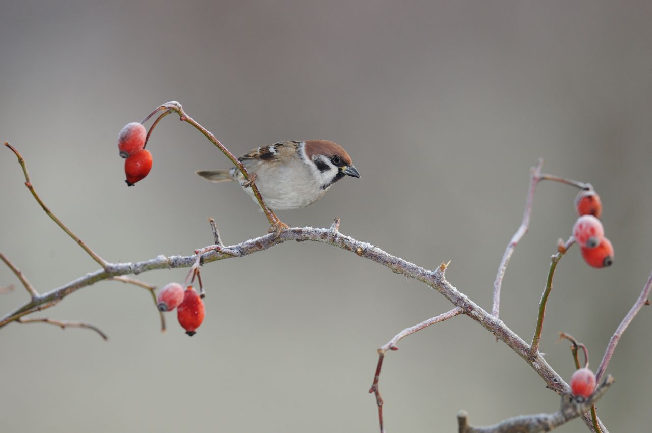 Jak wygląda Mazurek?