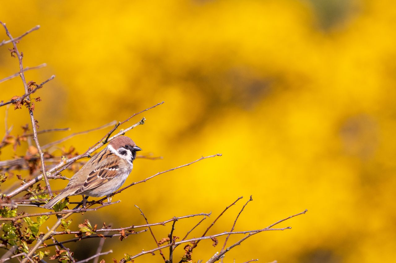 Jak wygląda Mazurek?