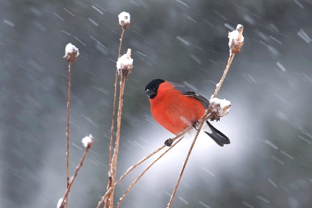 Gil - wygląd ptaka, głos i ciekawostki