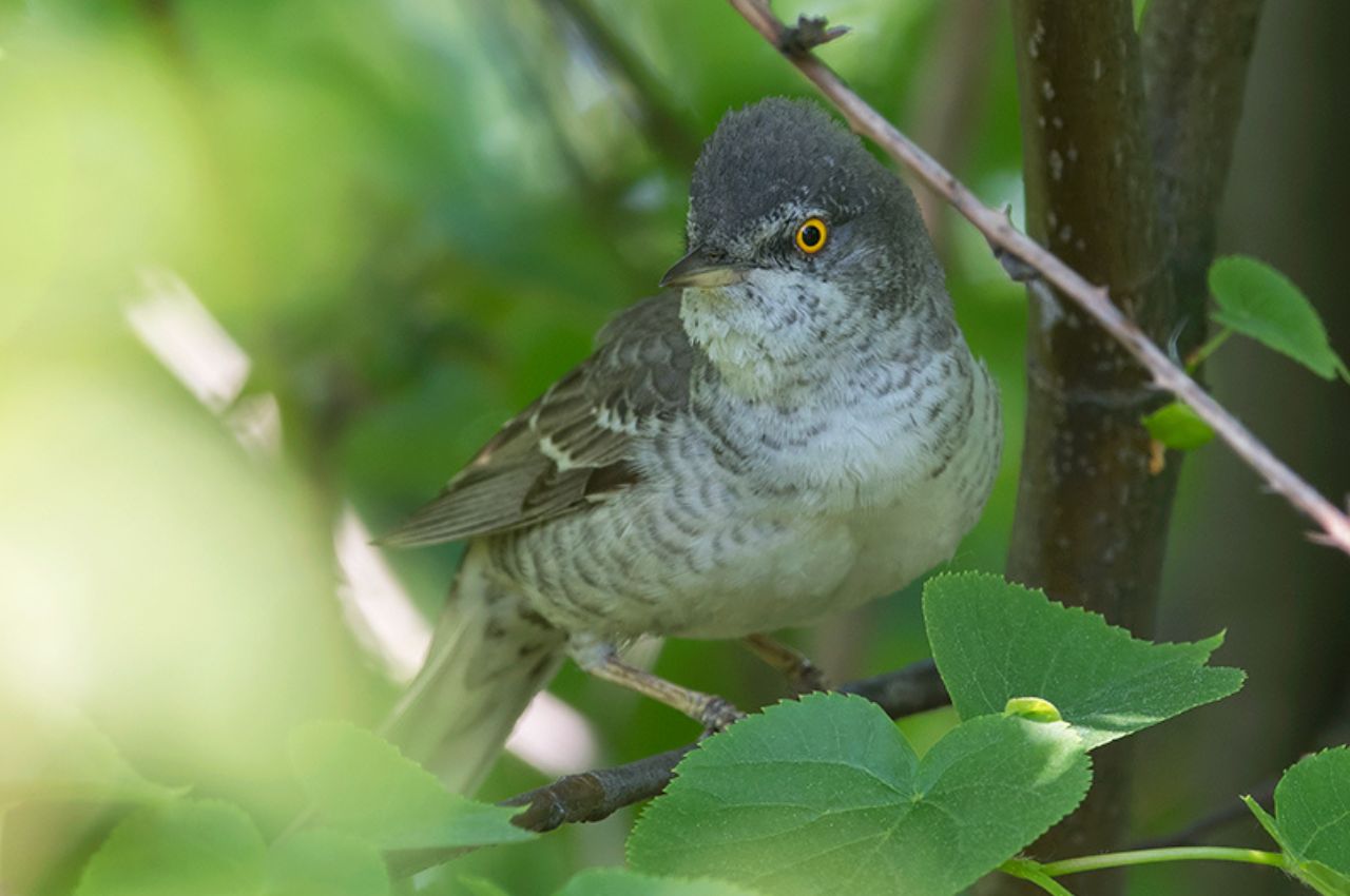 Jak wygląda Jarzębatka?