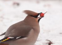 Jak wygląda Jemiołuszka?