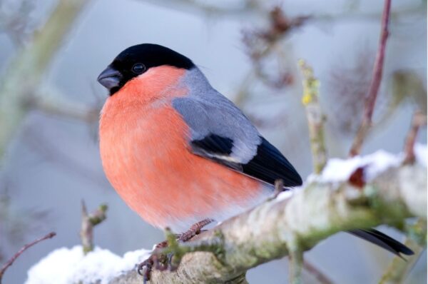 Gil - wygląd ptaka, głos i ciekawostki