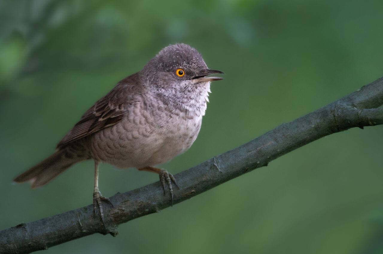 Jak wygląda Jarzębatka?