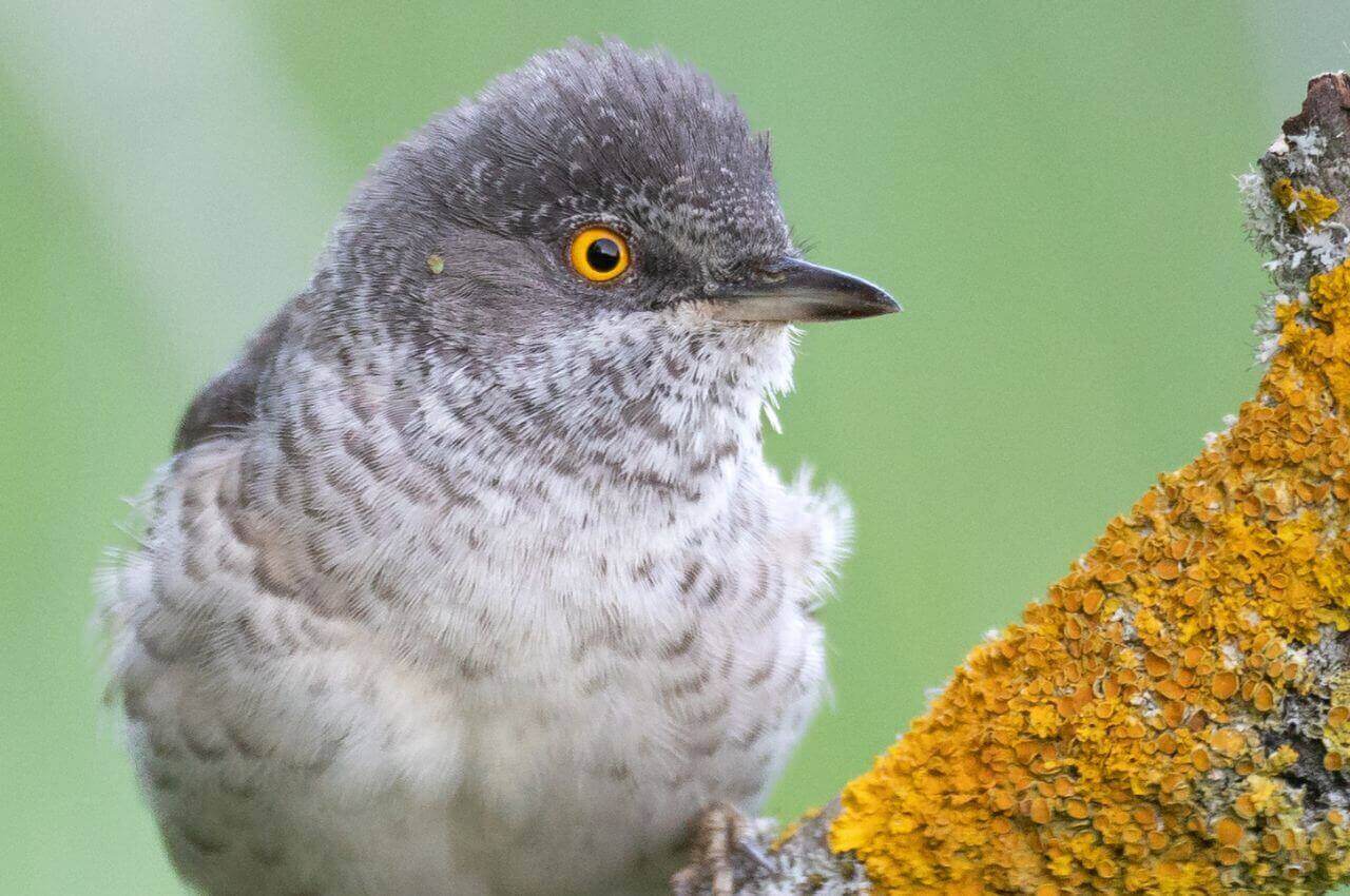 Jak wygląda Jarzębatka?