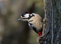 Jak wygląda Dzięcioł Duży?