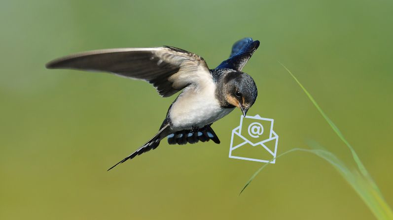 Ciekawostki o ptakach