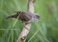 Jak wygląda Jarzębatka?