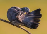 Na jakie ptaki można polować?