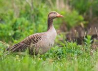 Jak wygląda Gęgawa?