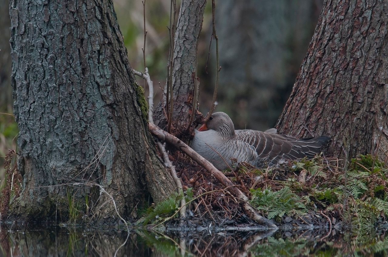 Jak wygląda Gęś Gęgawa?