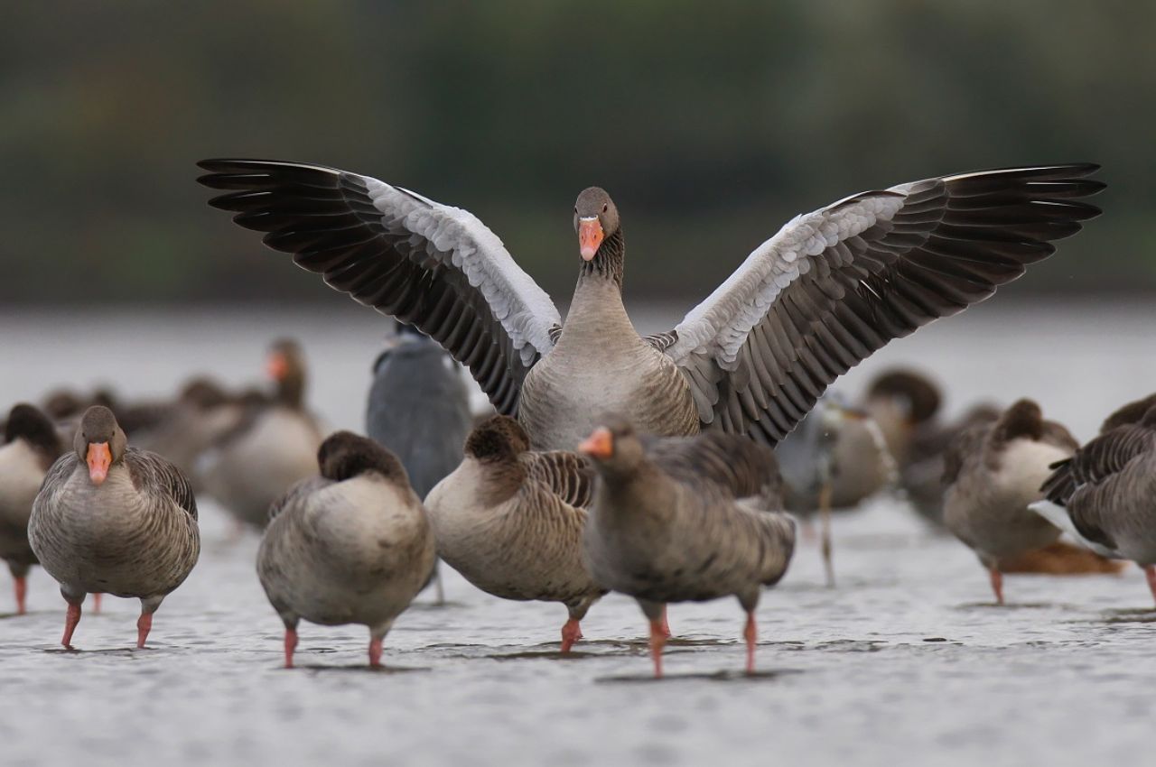 Jak wygląda Gęś Gęgawa?