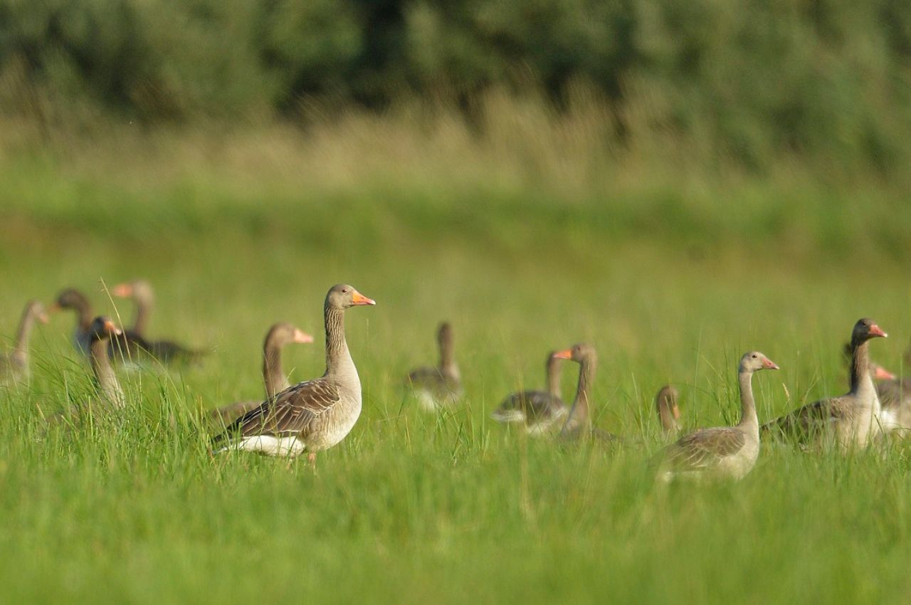 Jak wygląda Gęś Gęgawa?