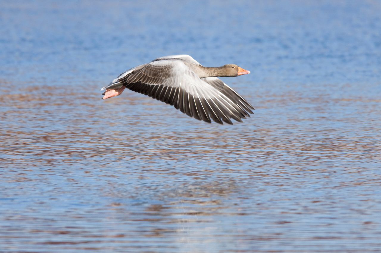 Jak wygląda Gęś Gęgawa?