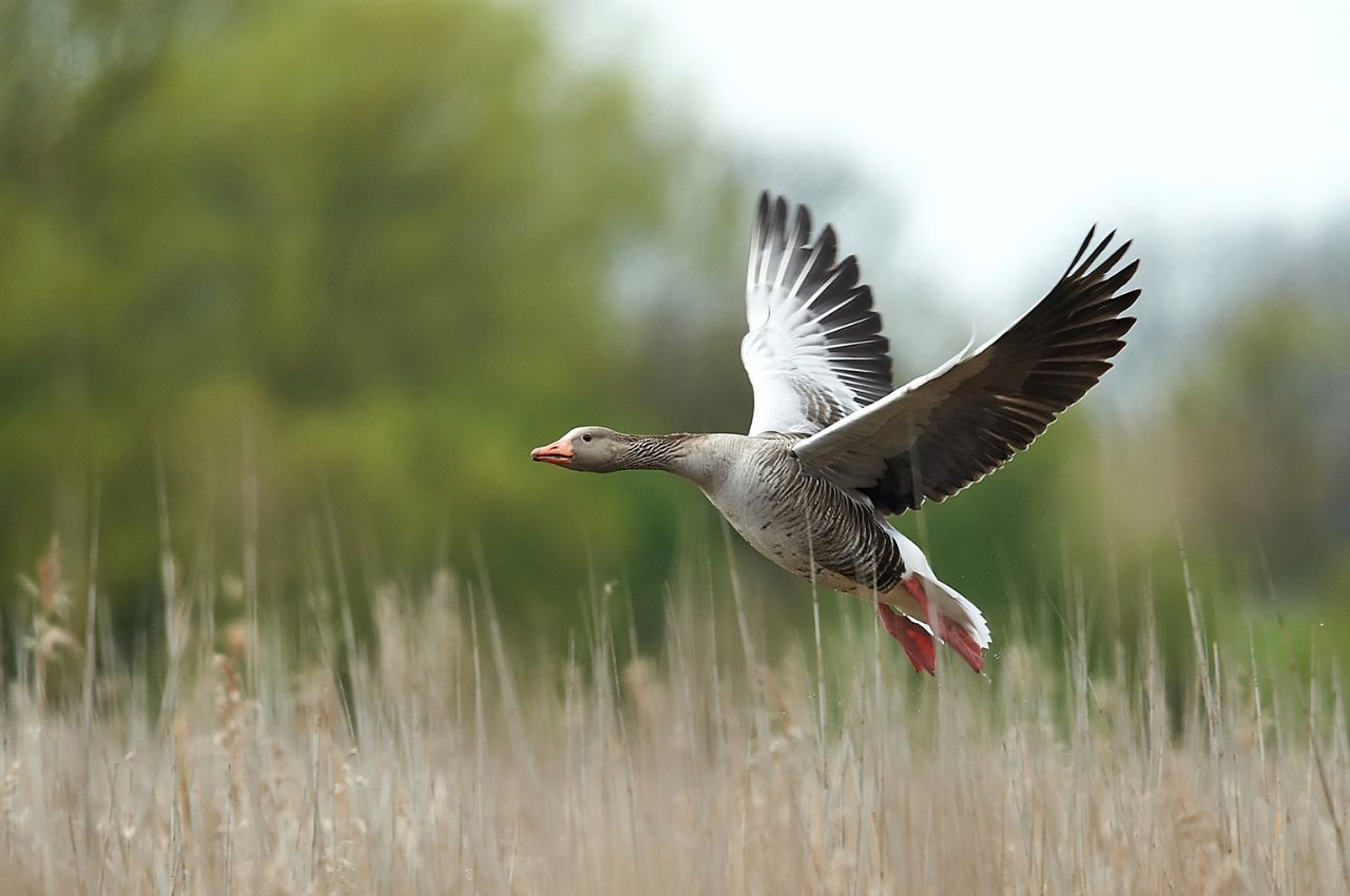 Jak wygląda Gęś Gęgawa?