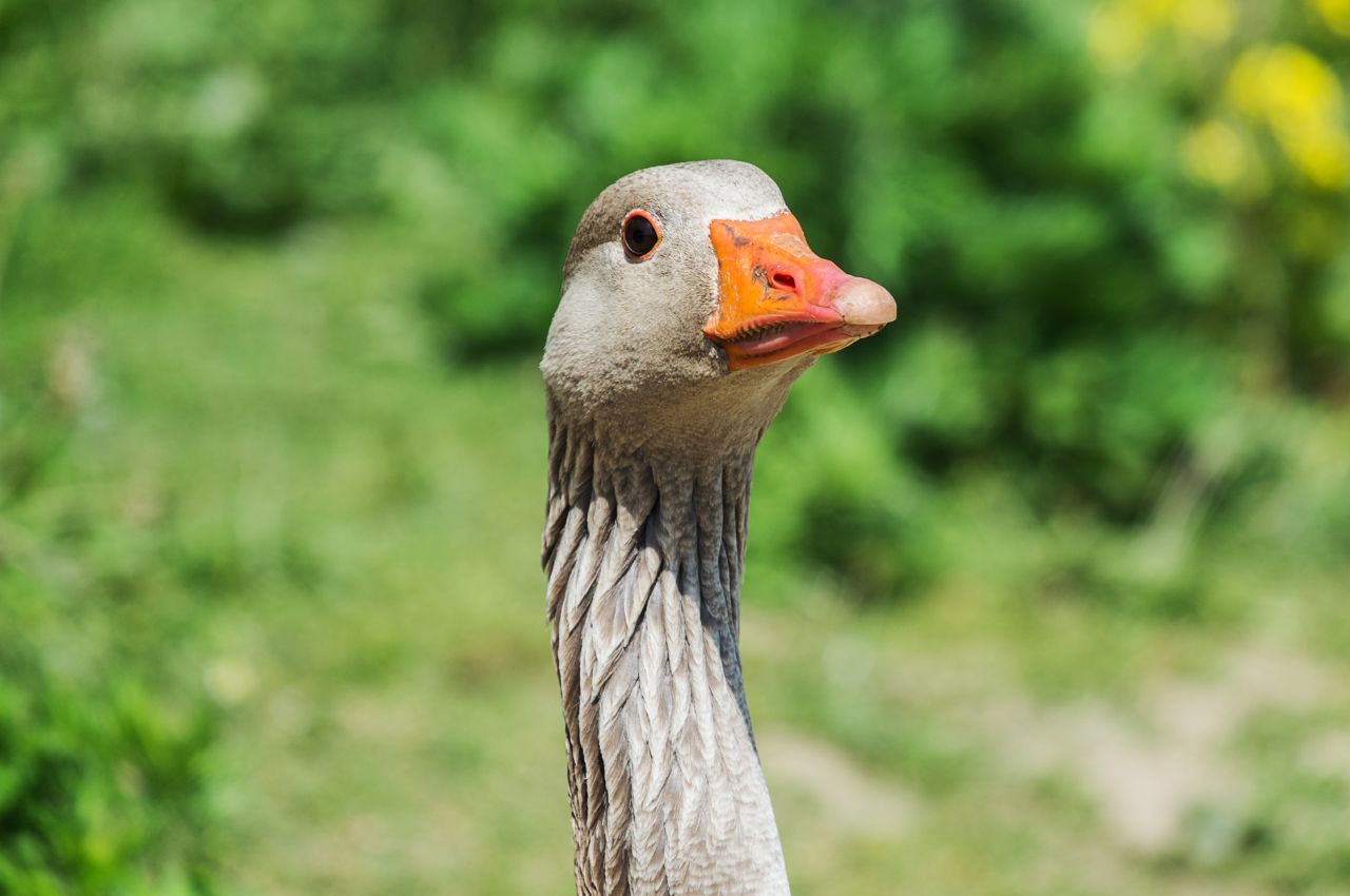 Jak wygląda Gęś Gęgawa?
