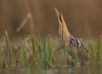 Jak wygląda ptak Bąk?