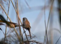 Jak wygląda Wąsatka?