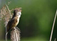 Jak wygląda Trzciniak?