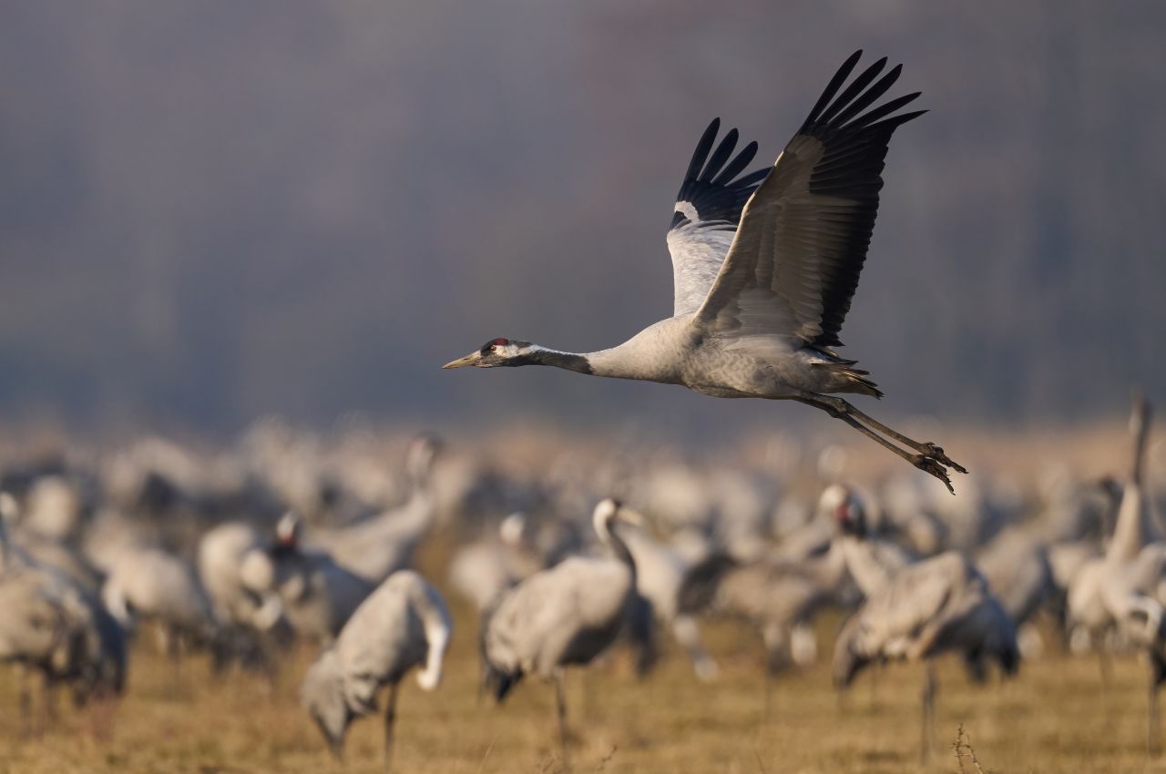 Jak wygląda Żuraw?