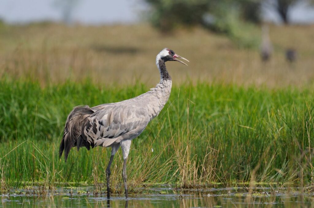 Jak wygląda Żuraw?