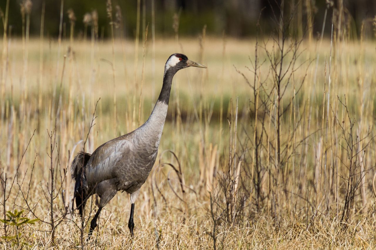 Jak wygląda Żuraw?