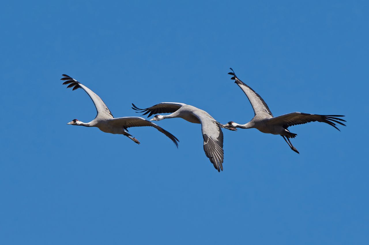 Jak wygląda Żuraw?