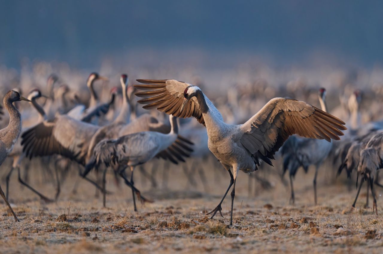 Jak wygląda Żuraw?