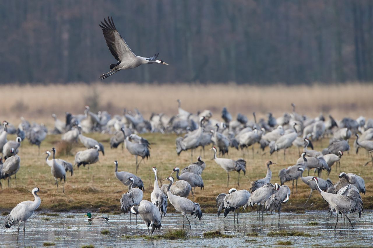 Jak wygląda Żuraw?