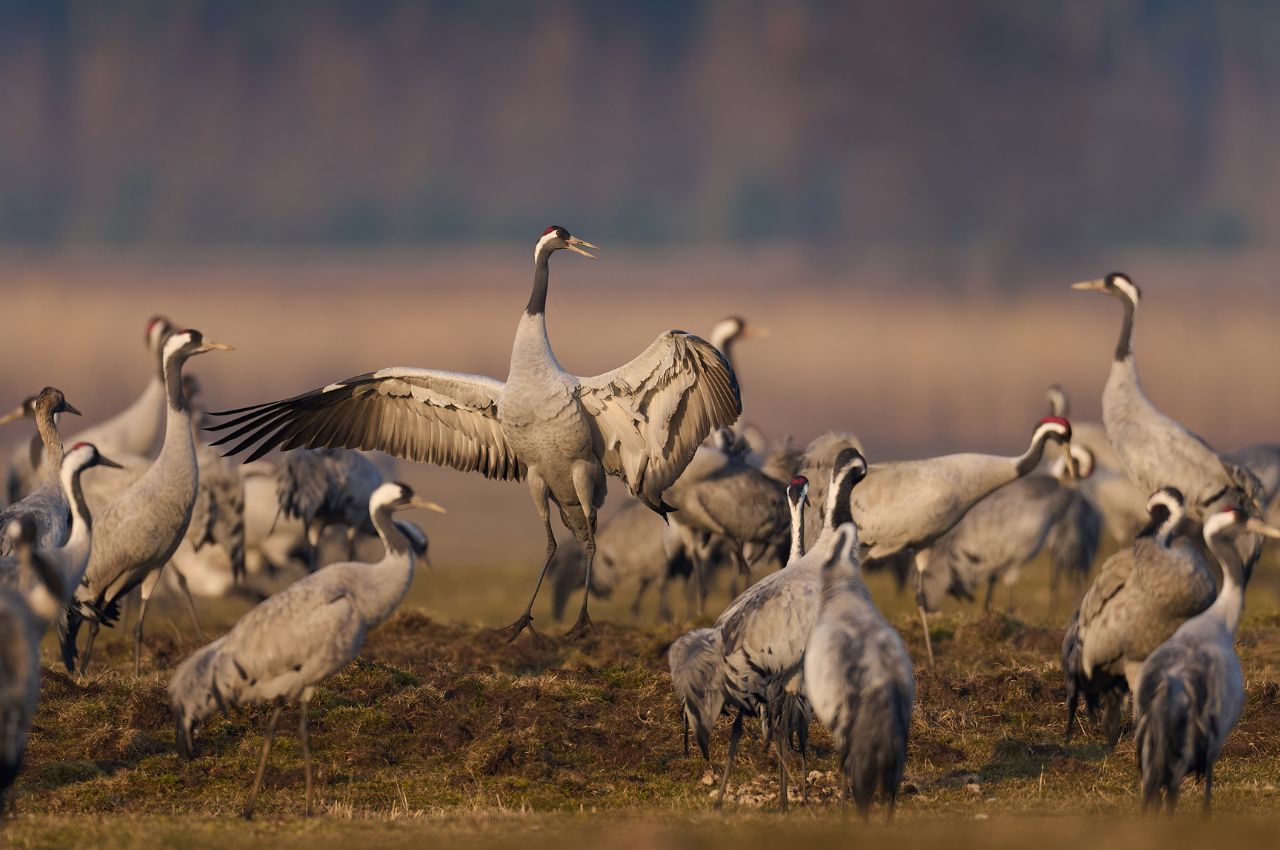 Jak wygląda Żuraw?
