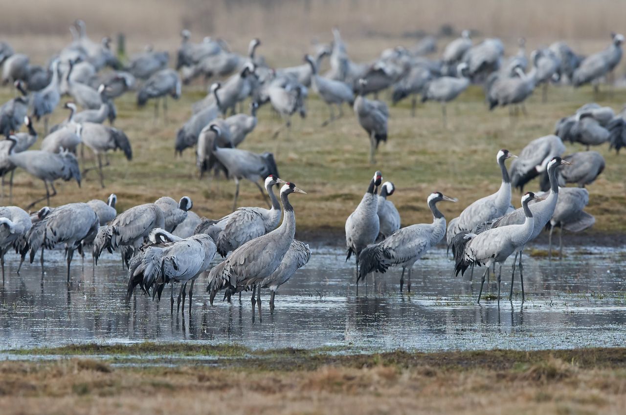 Jak wygląda Żuraw?
