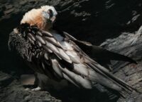 Jak wygląda Orłosęp?