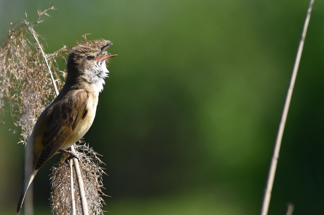 Jak wygląda Trzciniak?