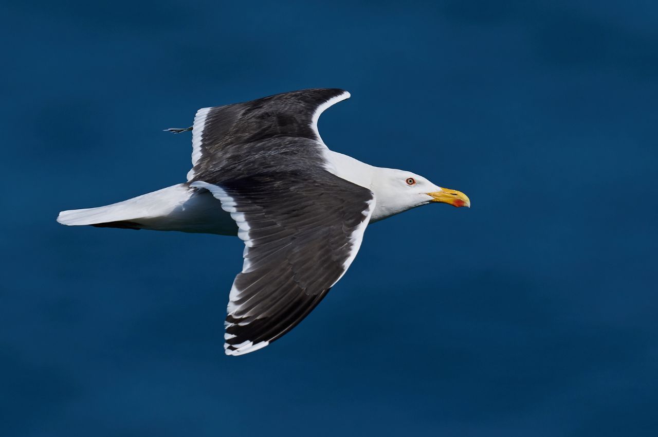 Jak wygląda Mewa Siodłata?