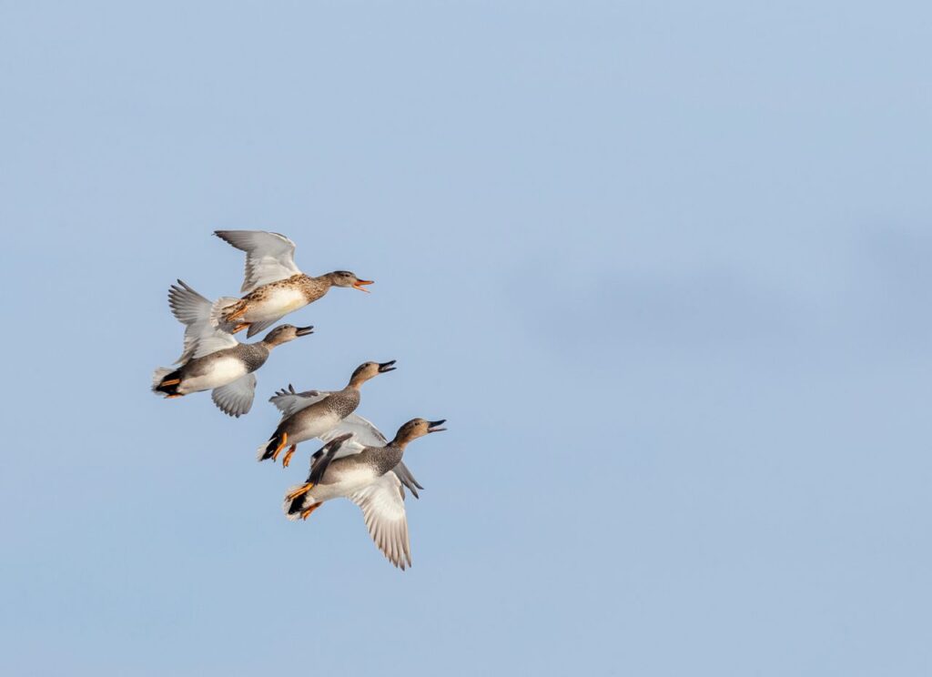 Jak wygląda samiec Krakwy?