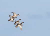 Jak wygląda samiec Krakwy?