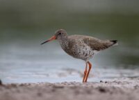 Jak wygląda Krwawodziób?