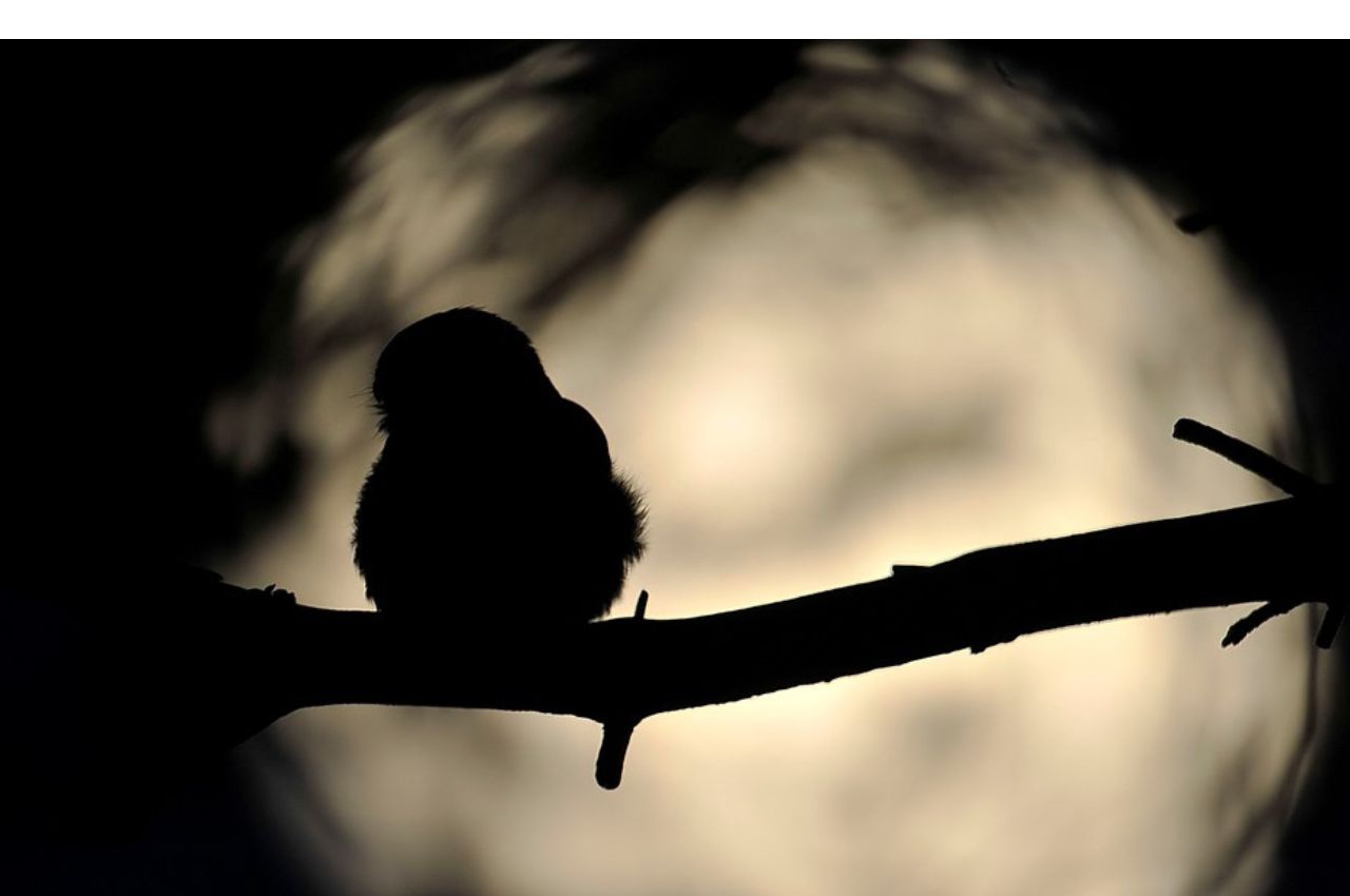 Jakie mamy w Polsce sowy?