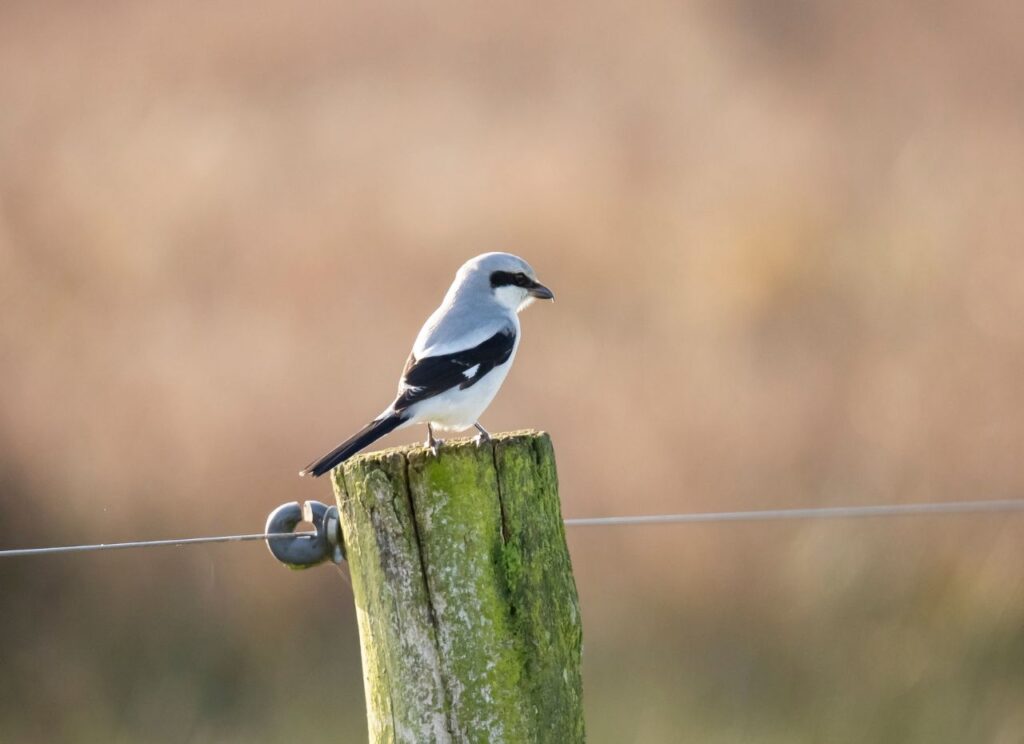 Jak wygląda Srokosz?