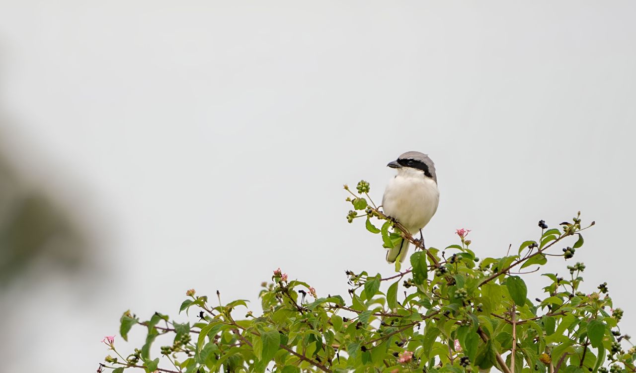 Jak wygląda Srokosz?